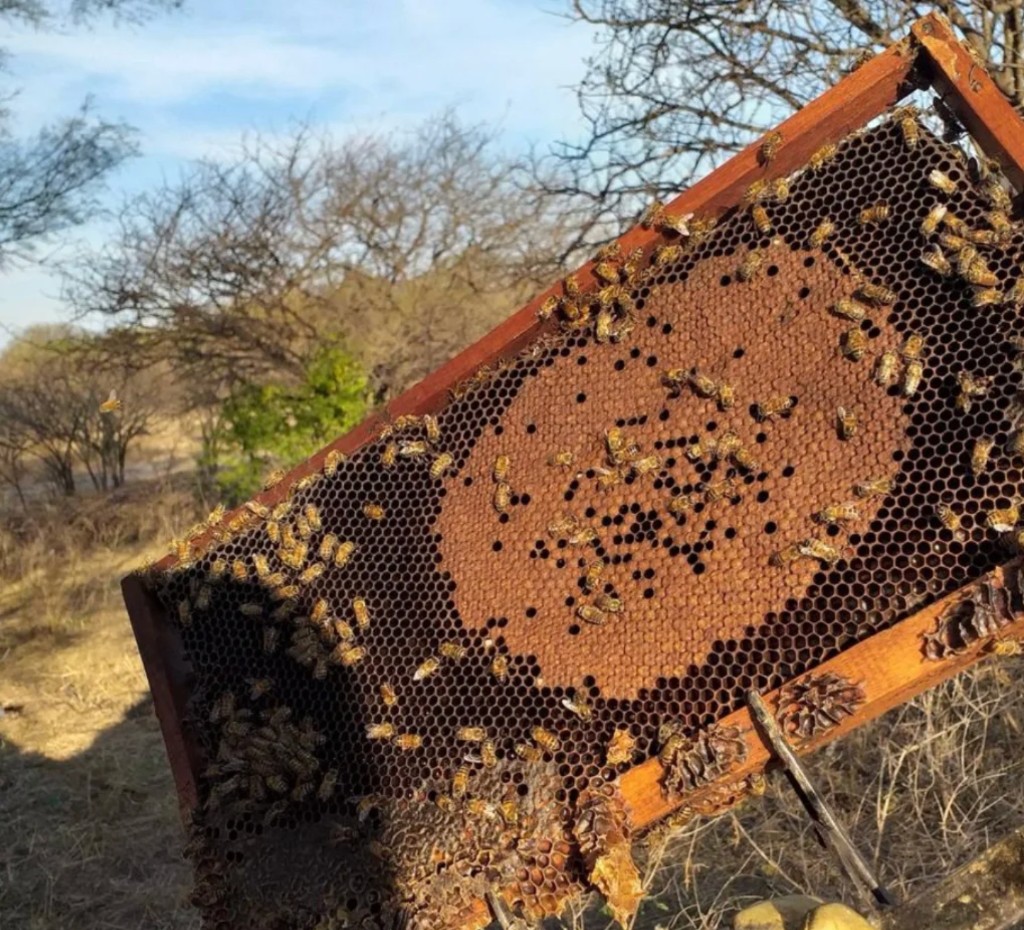 Cuadro de colmena con abejas en la sierra